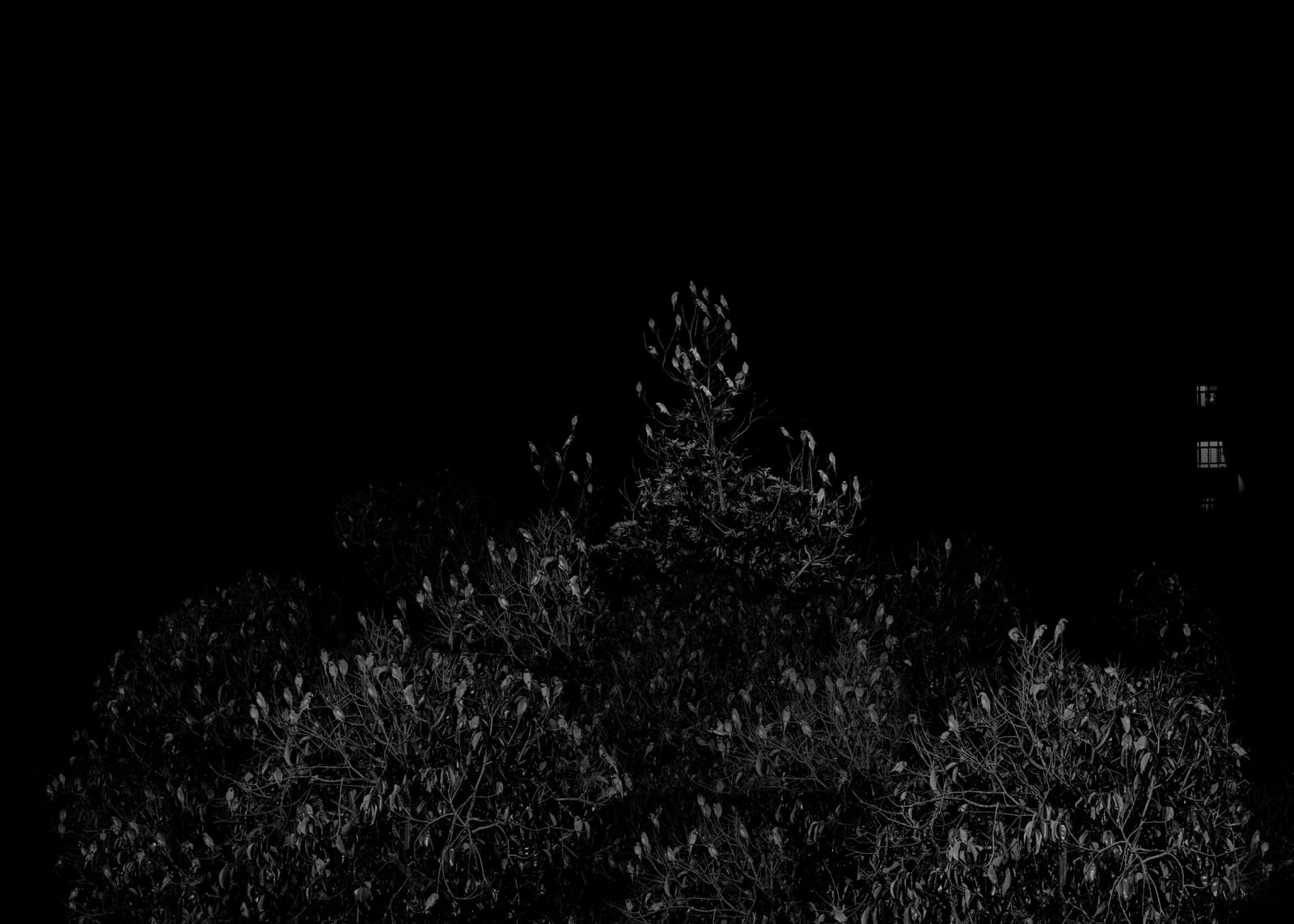 趙仁輝, 《鸚鵡計數 I，新加坡》 Parrot Count I, Singapore, 2019