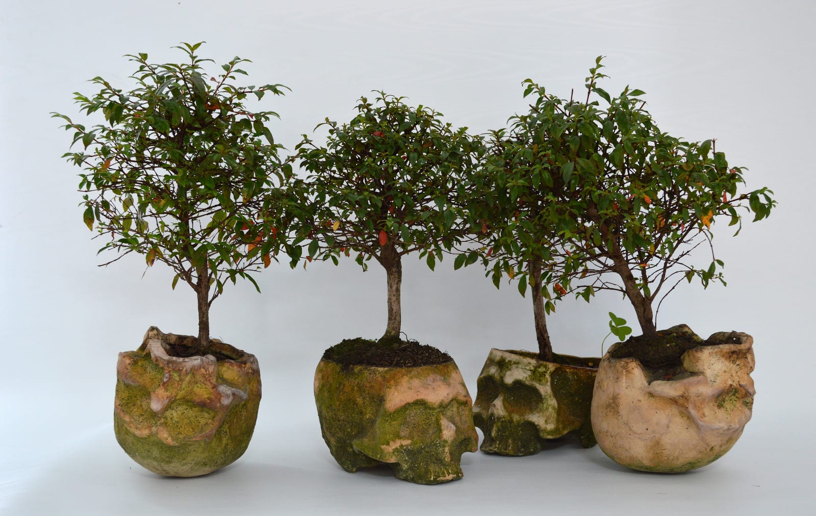 Rafael Gomez Barros, Somos 井 (We are 井), 2013 - 2018