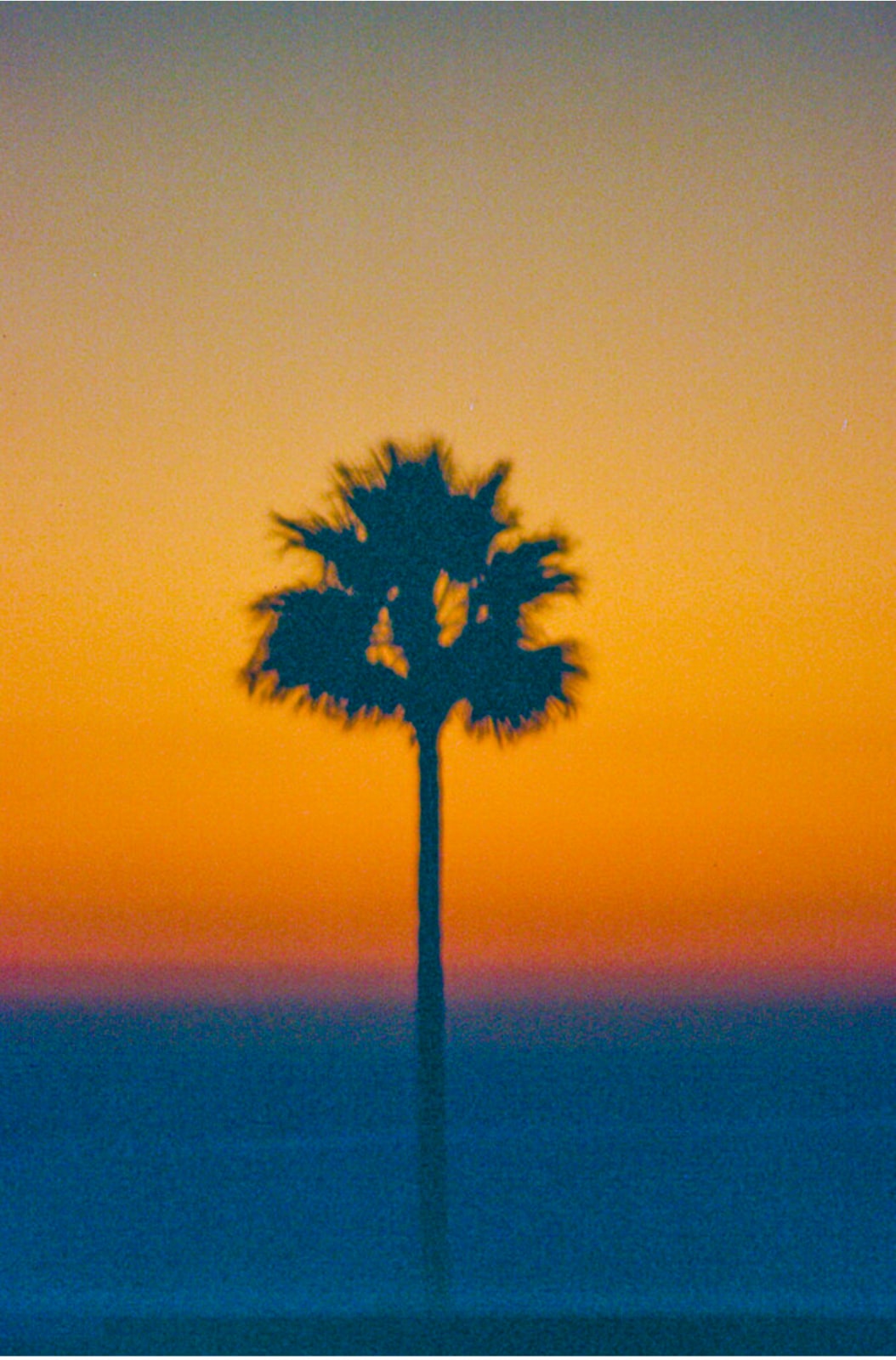 Marco Walker, Lone Palm, 2017