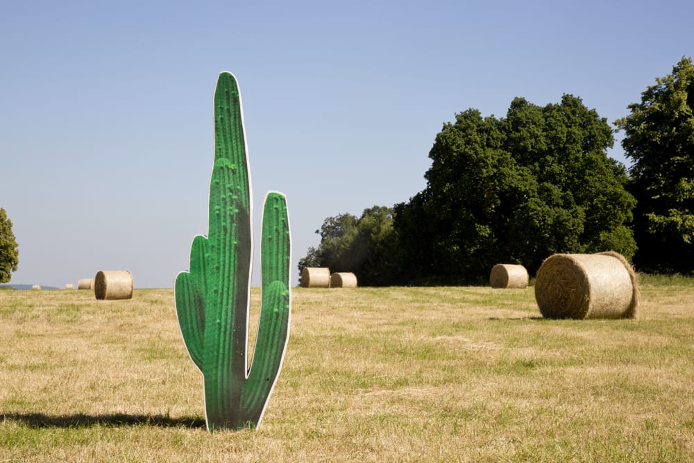 Marco Walker, Cactus, La Piscina Series , 2019