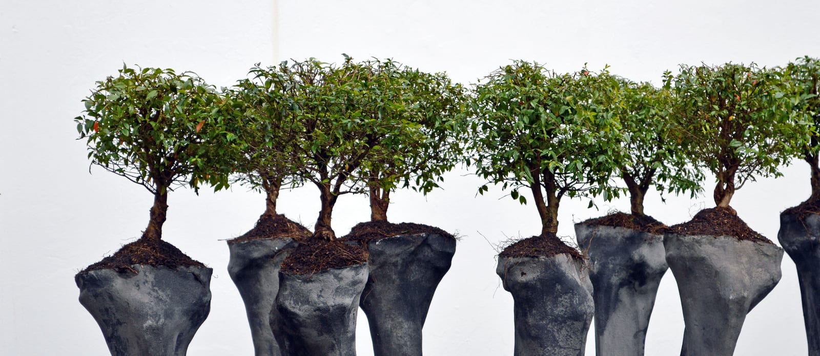 Rafael Gomez Barros, Somos 井 (We are 井), 2013 - 2018