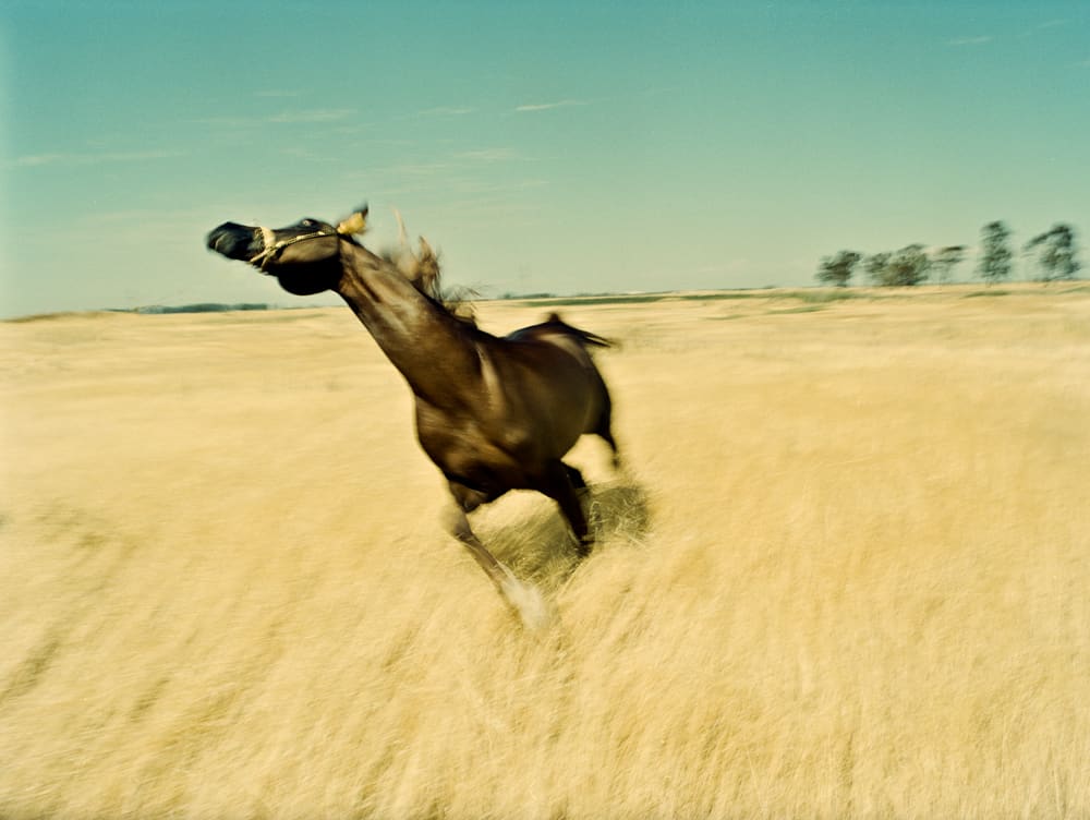 Marco Walker, Wild Horse , 2011