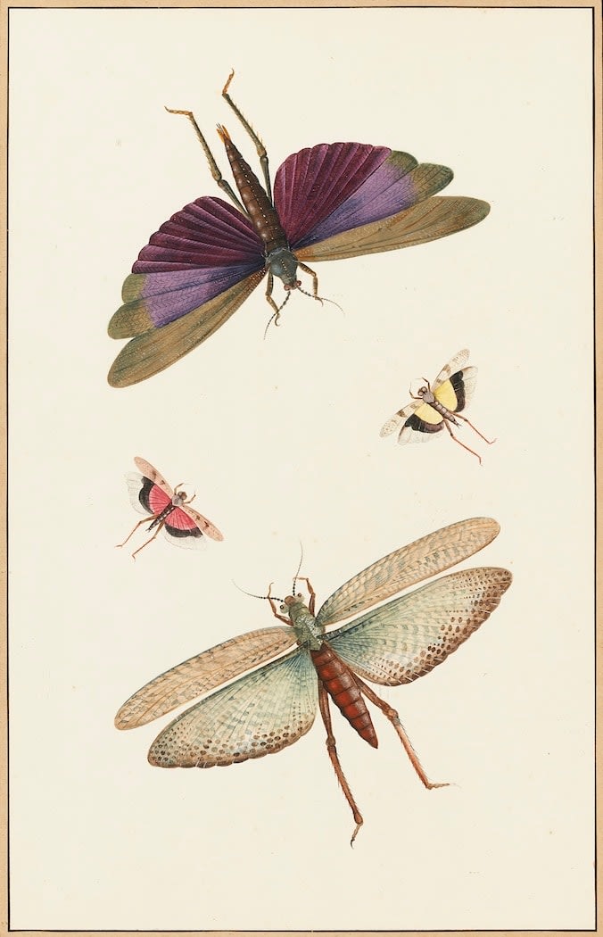Nicolaas Struyk (1686-1769), Dragonflies, circa 1719
