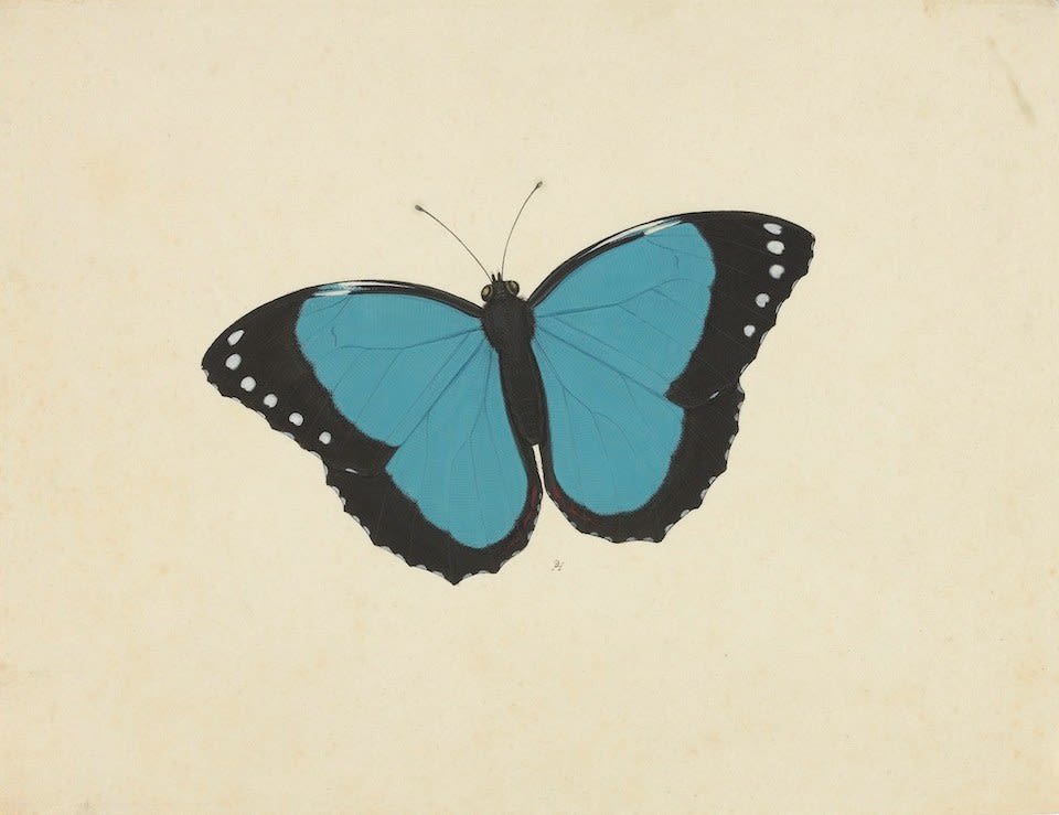 Pieter Holsteyn II (1614-1673) Blue Morpho