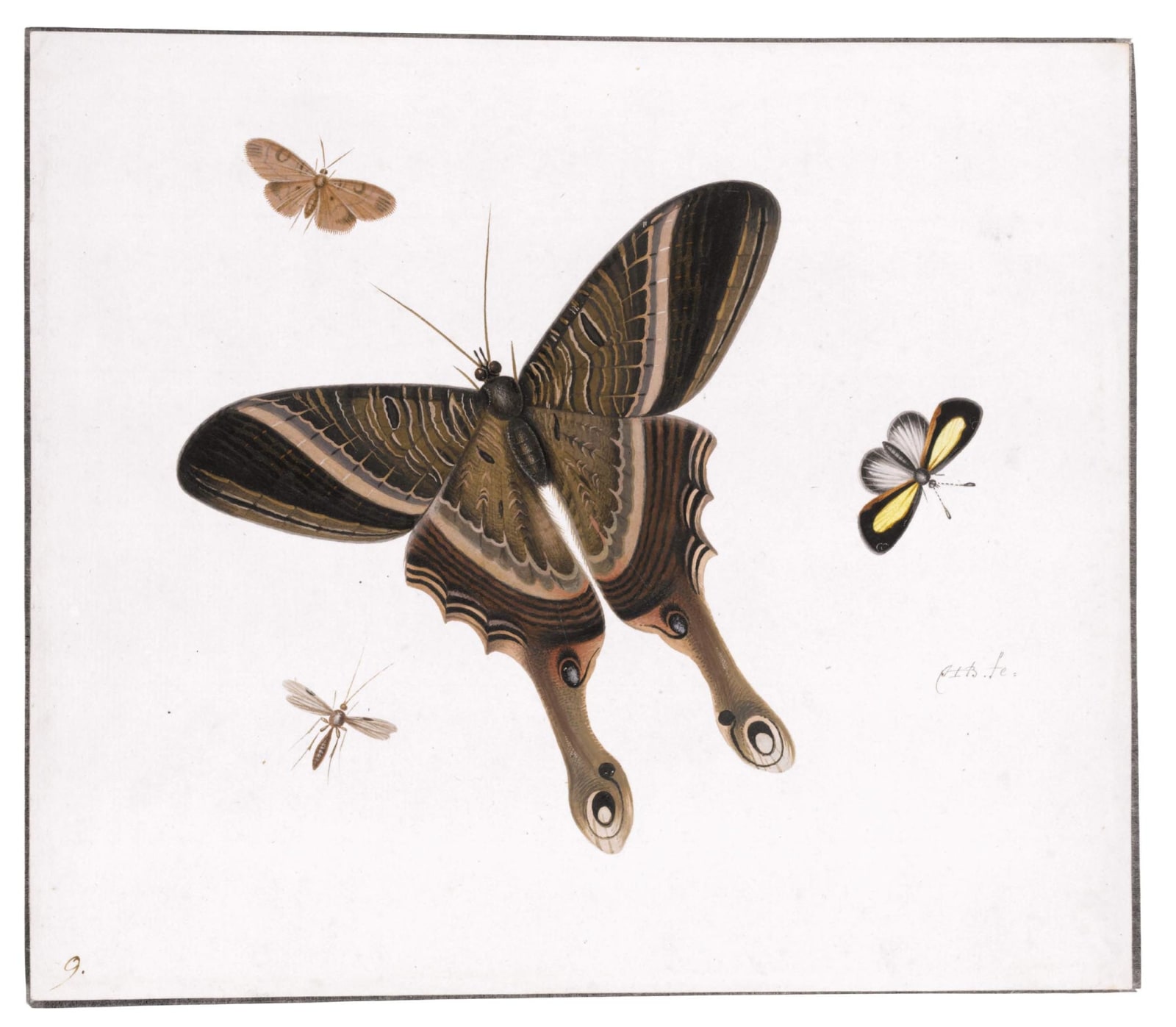 Herman Henstenburgh (1667-1726) Three butterflies and a Gnat