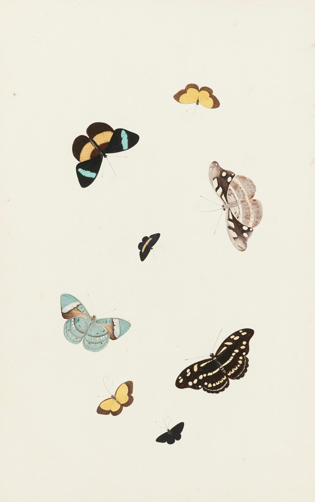 Nicolaas Struyck, butterflies and moths