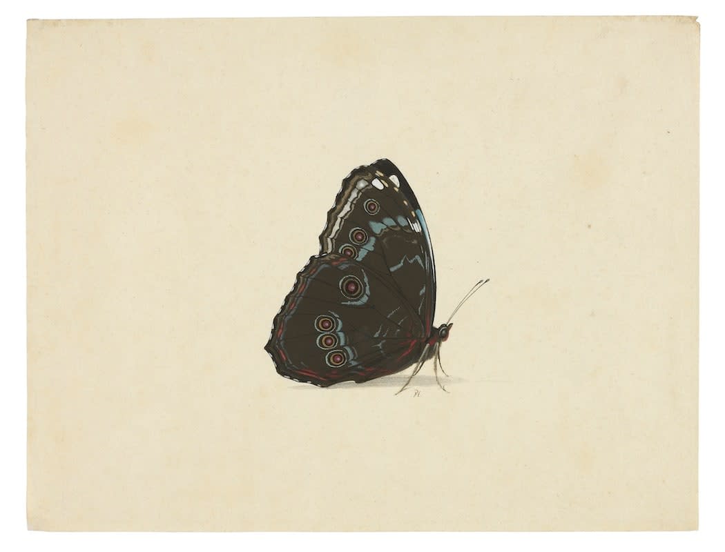 Pieter Holsteyn II (1614-1673), Blue Morpho with wings folded