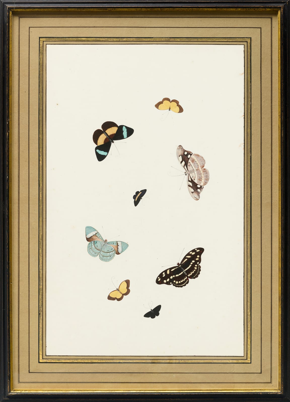 Nicolaas Struyck, butterflies and moths