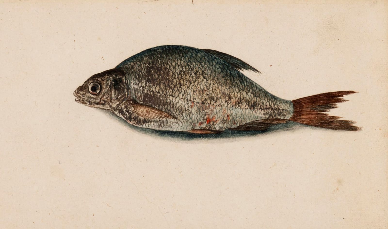 Master of the Arundel Sketchbook, A Bream (Abramis Brama)