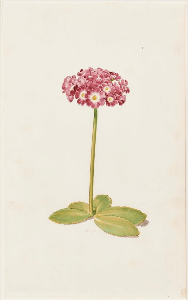 Pieter Holsteyn II (1614-1673) A study of an Auricula