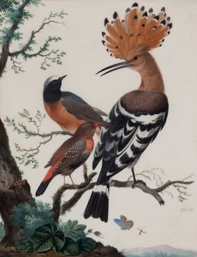 Johannes Bronckhorst (1648-1727), A Hoopoe and other birds in a landscape
