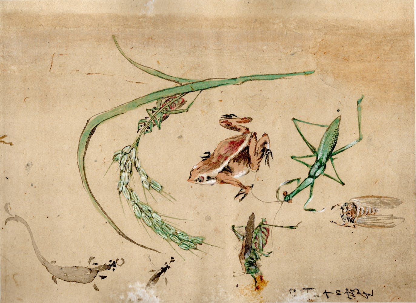 Shoka Watanabe (1835-1887), Sketchbook & scroll, Blooms with bird, ca 1860