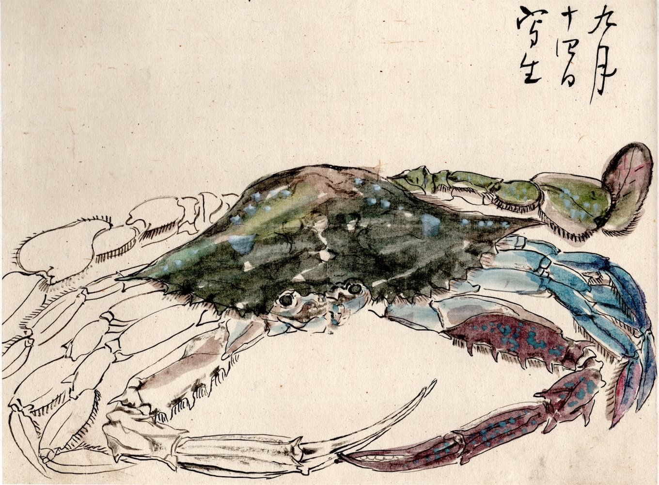 Shoka Watanabe (1835-1887), Sketchbook & scroll, Blooms with bird, ca 1860
