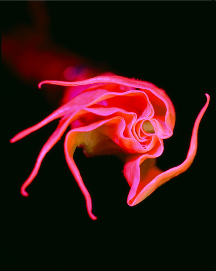 Bianca Sforni, Untitled (Datura Flower AFD-F70), 1997