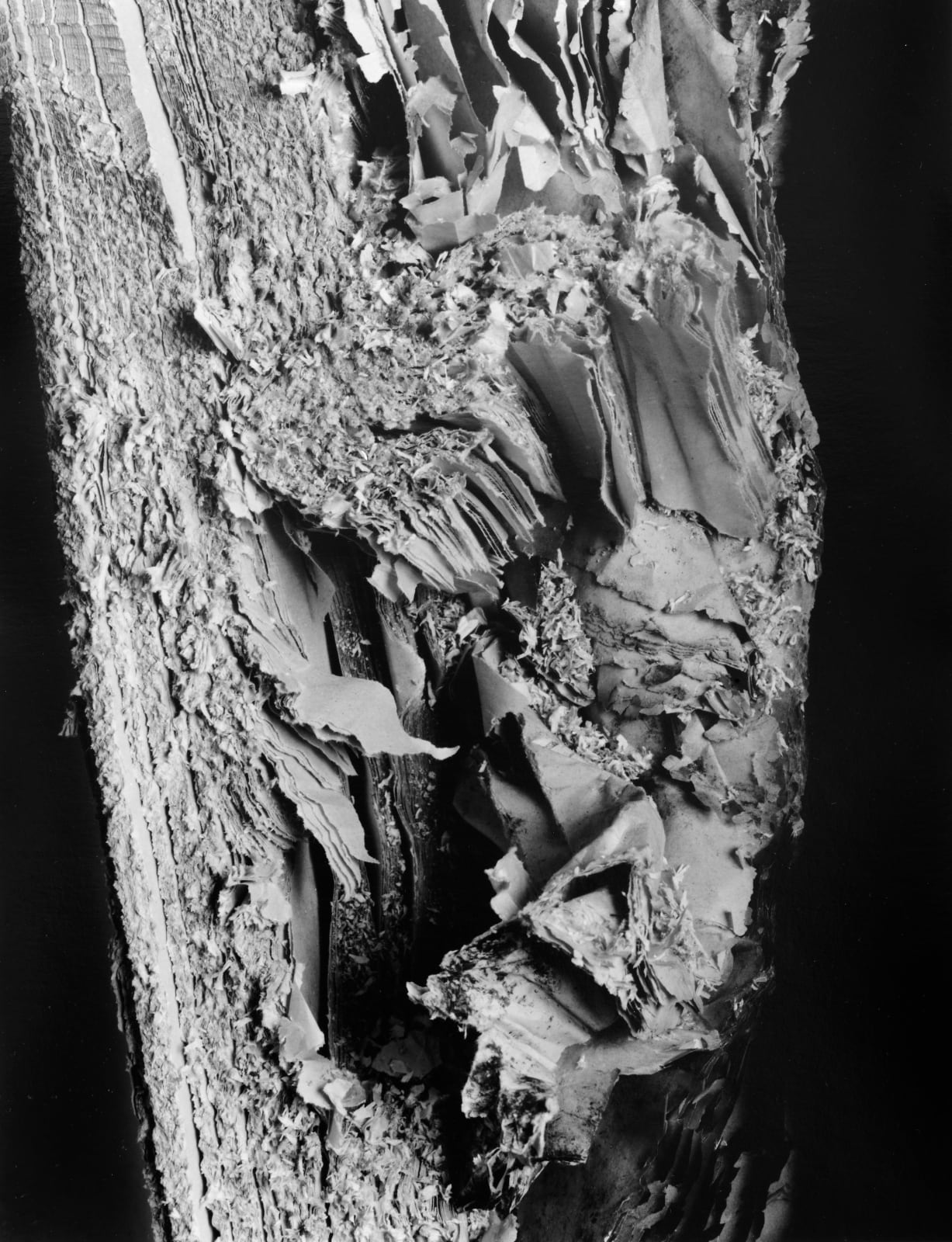 Hitoshi Fugo, KAMI 3, 2001