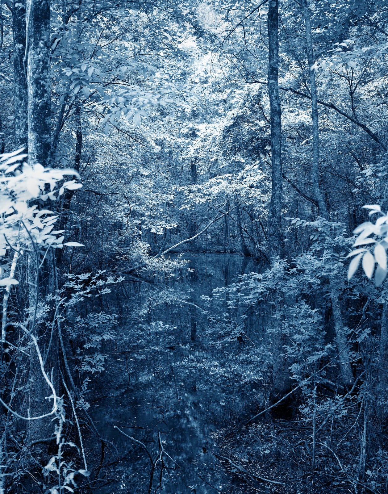 Yojiro Imasaka, Blue Bayou 35, 2016