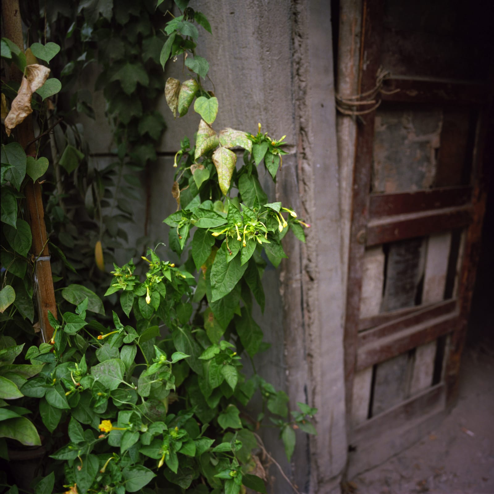 Hai Zhang, Xi'an, Shaanxi Province 5, 2015