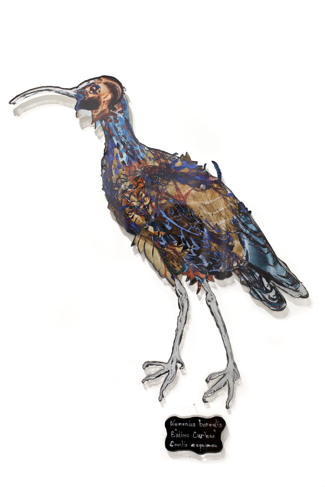 Dominique Paul, Eskimo Curlew, 2020