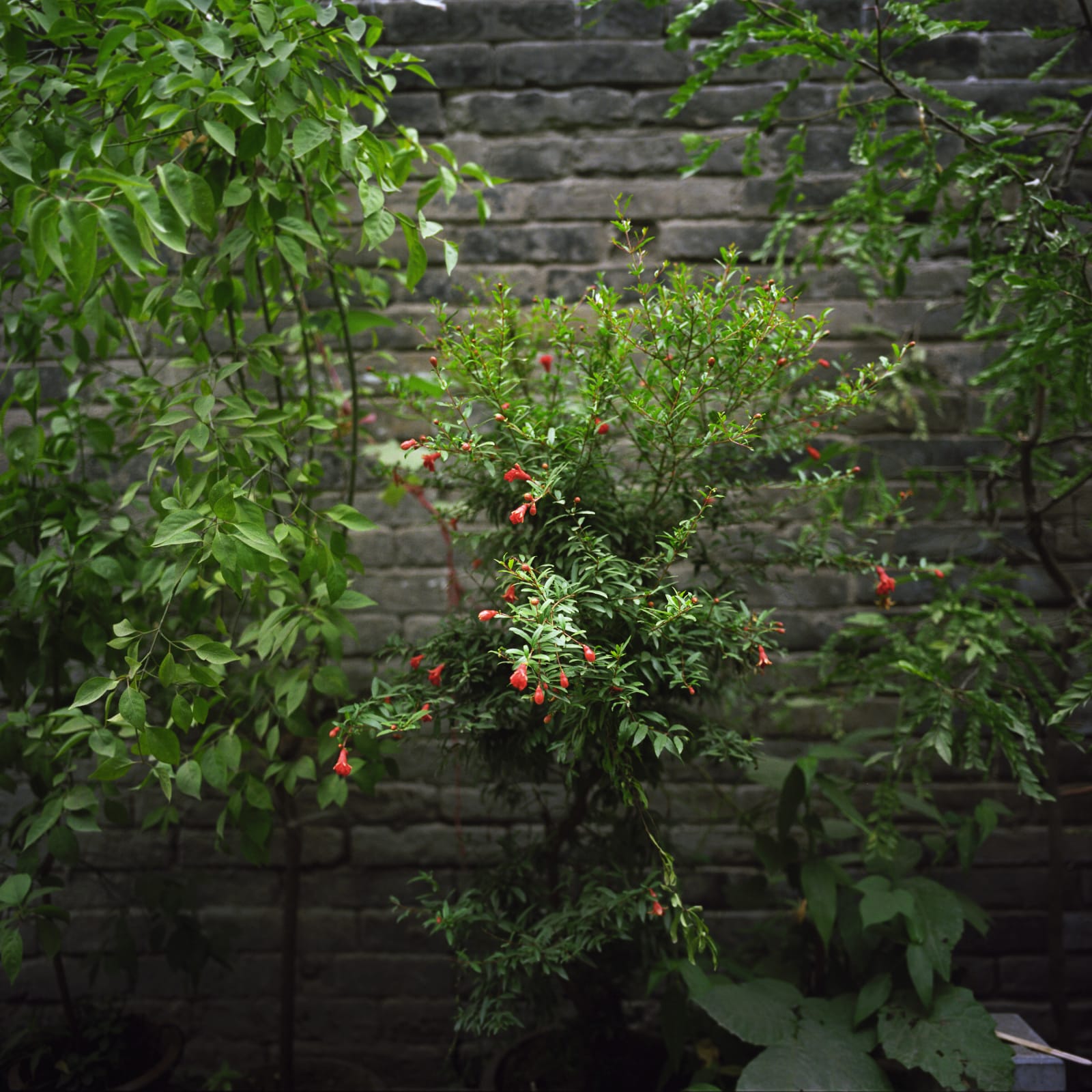 Hai Zhang, Xi'an, Shaanxi Province 7, 2015