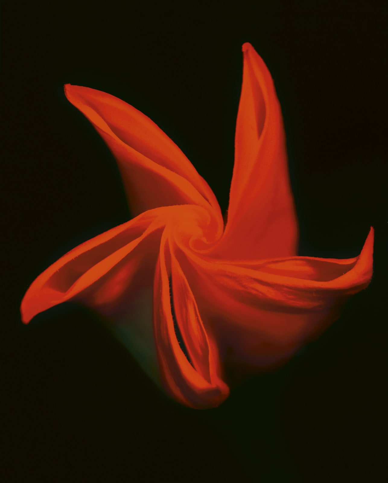 Bianca Sforni, Untitled (Datura Flower AFD-F88), 1998