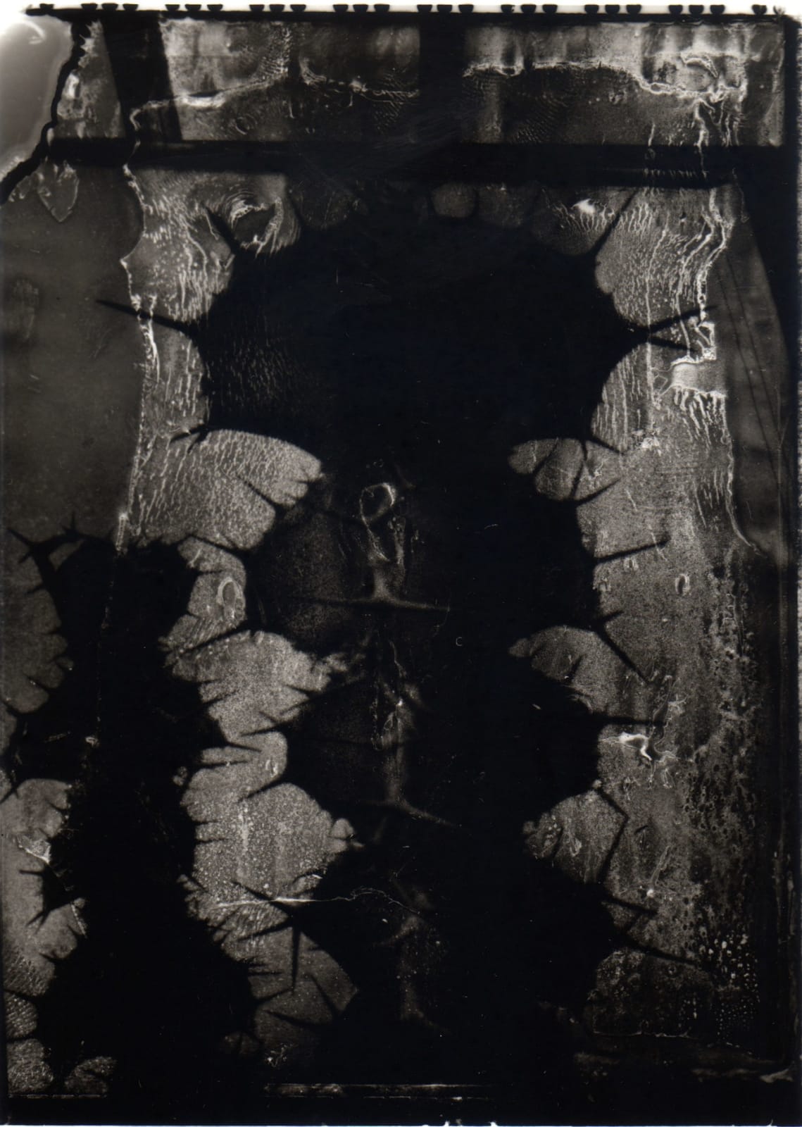 Kodo Tanaka, Succulents 02, 2002
