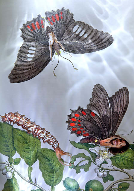Dominique Paul, Insects of Surinam 03