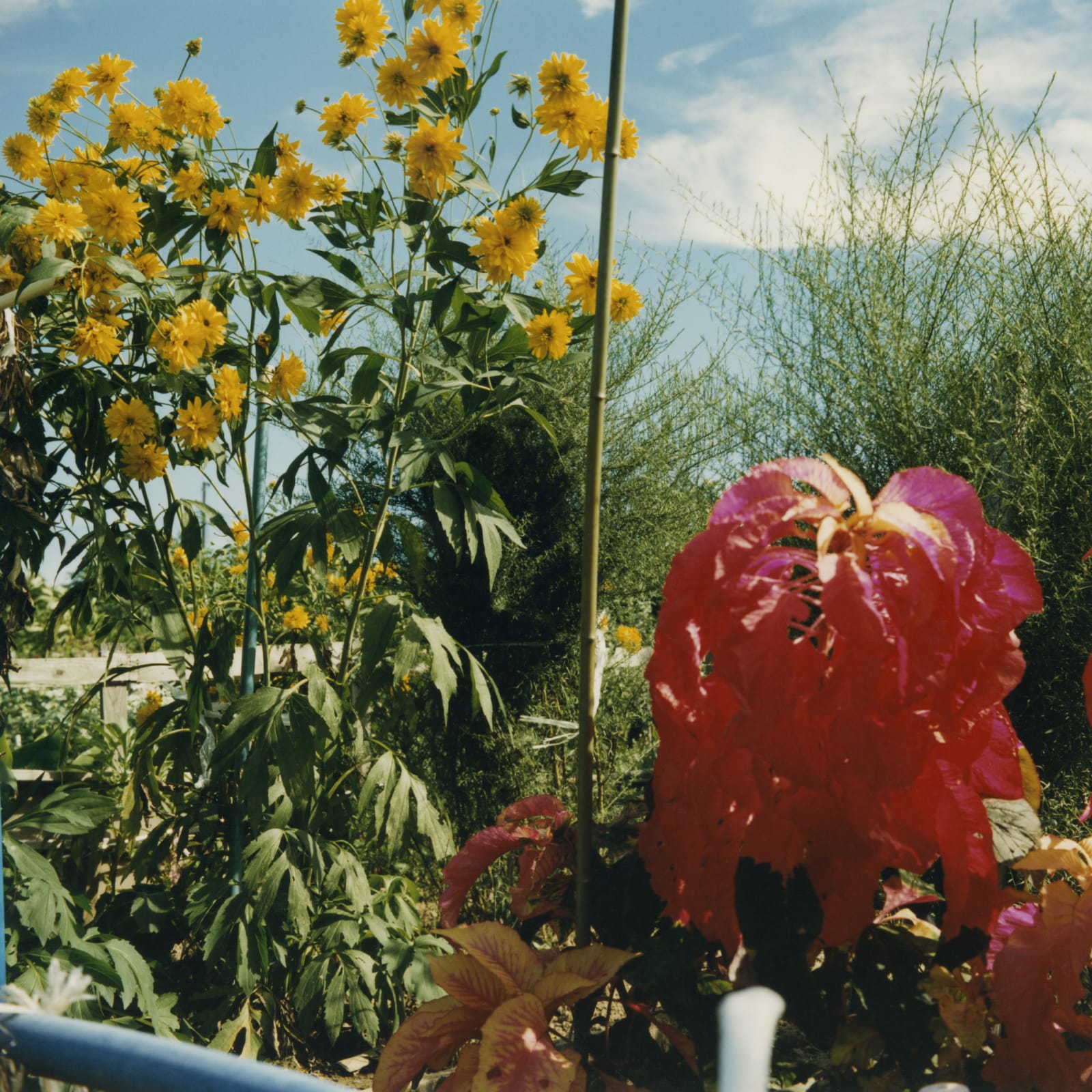 Mikiko Hara, Untitled, 2001