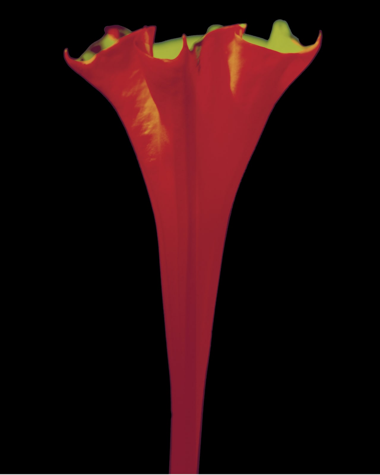 Bianca Sforni, Untitled (Datura Flower AFD-F69), 1997