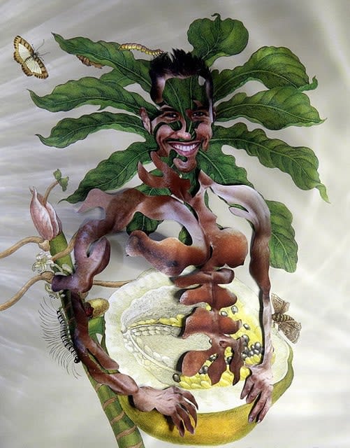 Dominique Paul, Insects of Surinam 14