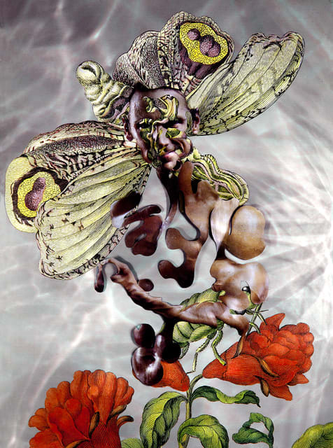 Dominique Paul, Insects of Surinam 16