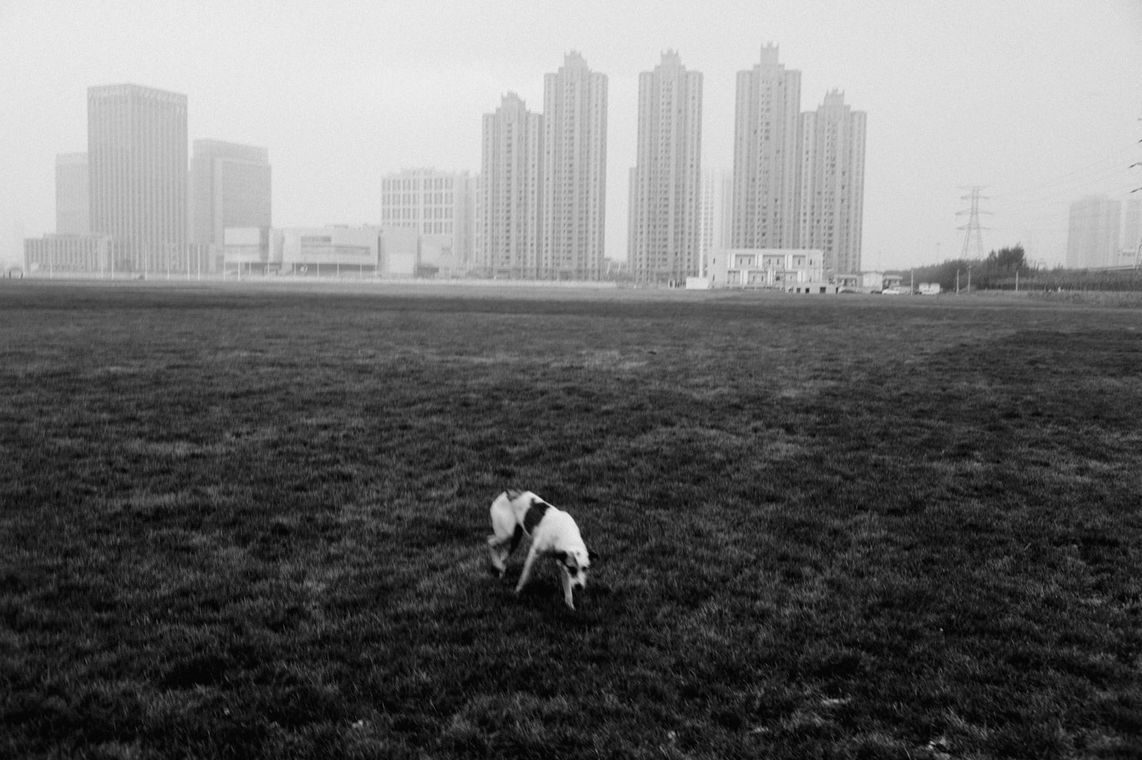 Hai Zhang, The Site of Chemical Storage Explosions, Binghai New District, Tianjin, Hebei Province), 2016