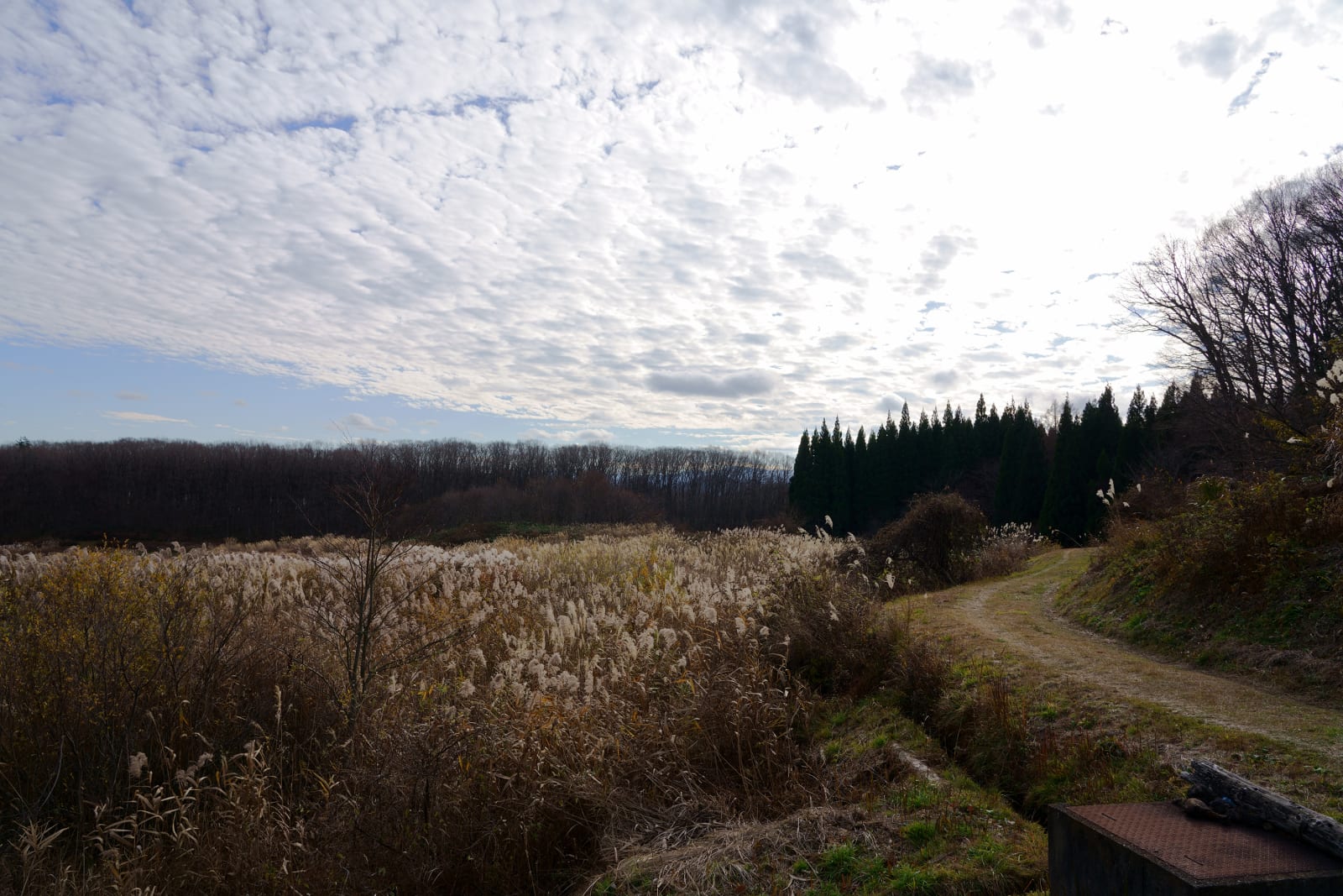 Takahiro Kaneyama, Field in Fukushima, 2020