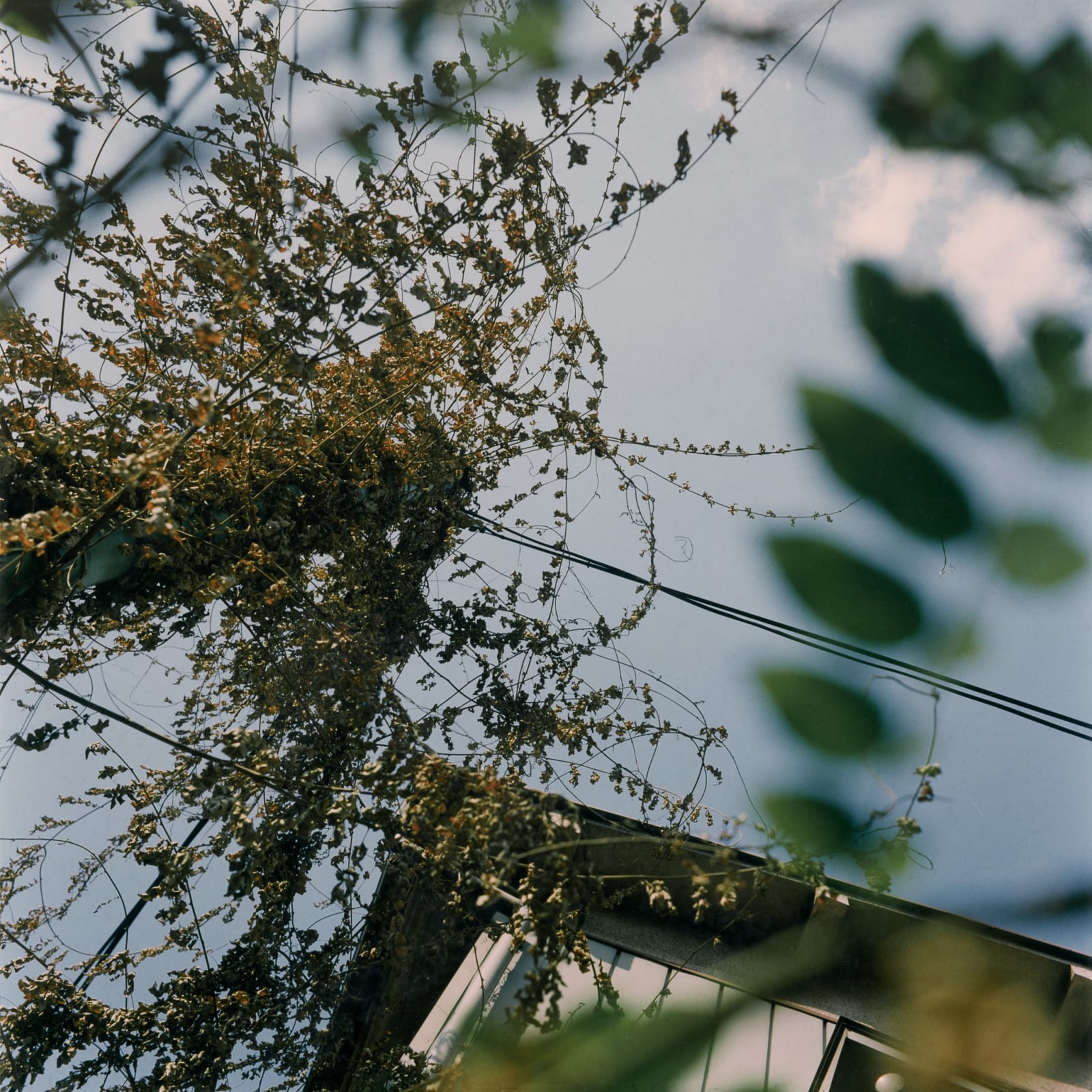 Mikiko Hara, Untitled, 1996