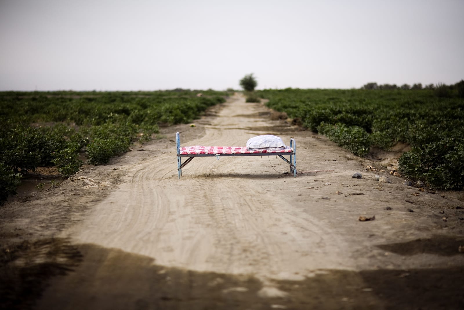 Lisa Ross, Hearts in Cotton Field, 2013