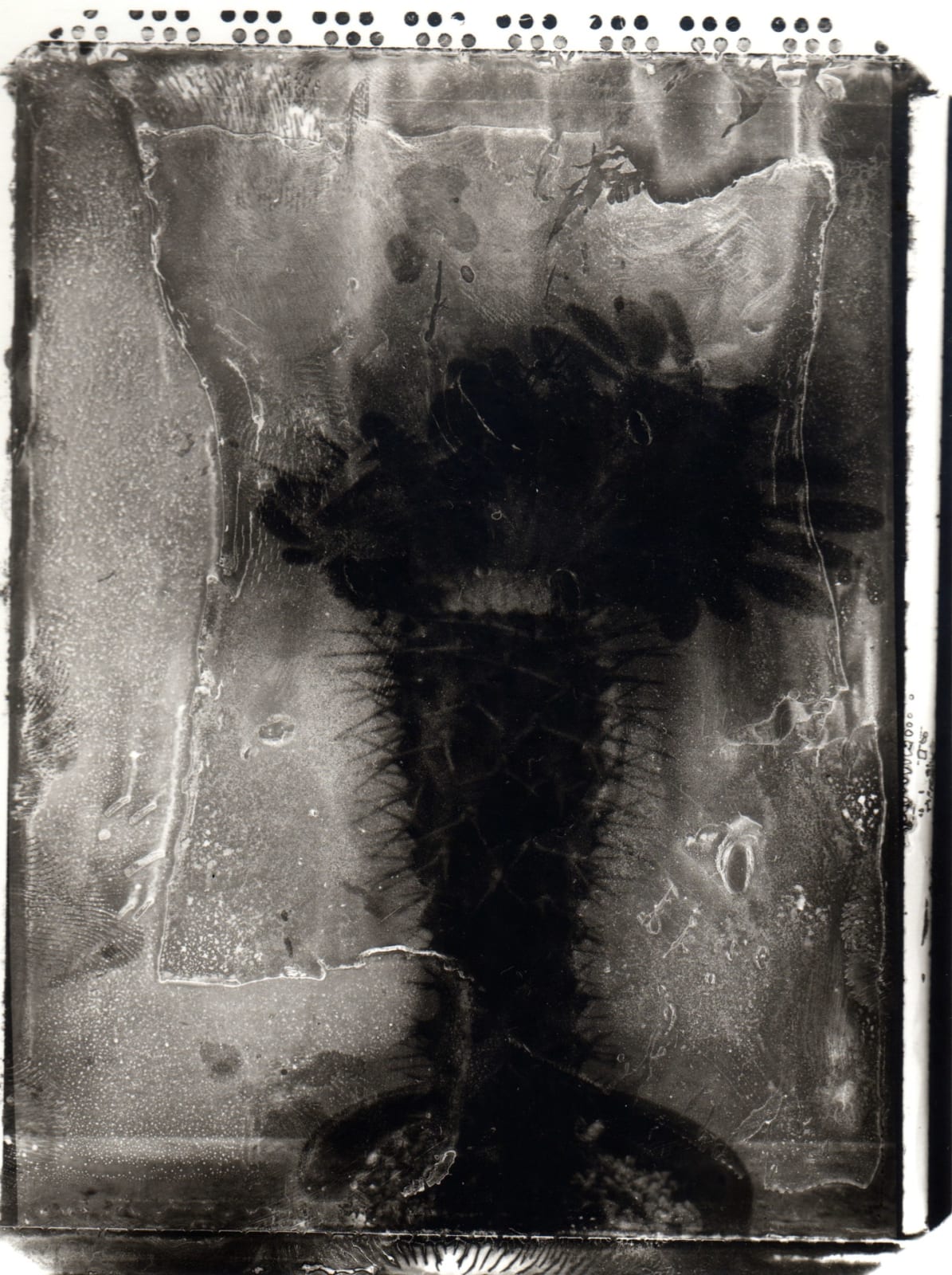 Kodo Tanaka, Succulents 06, 2002
