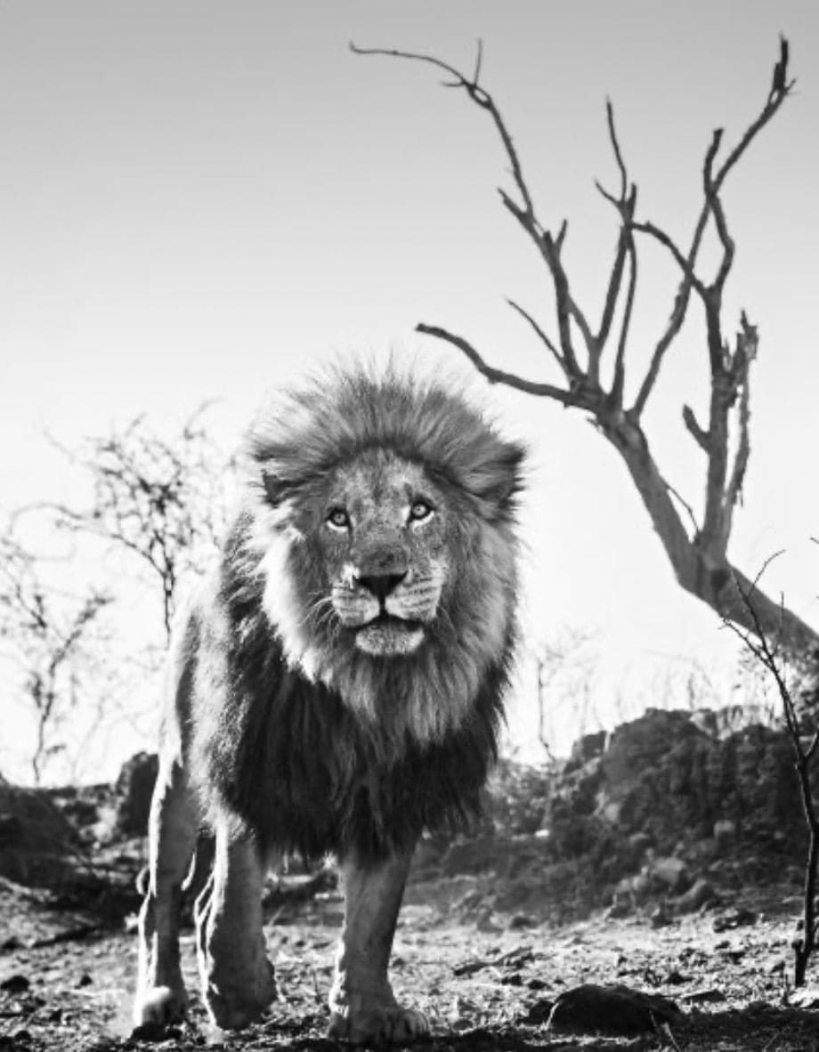 David Yarrow, Cry Me A River " African Lions Series" | Melissa Morgan