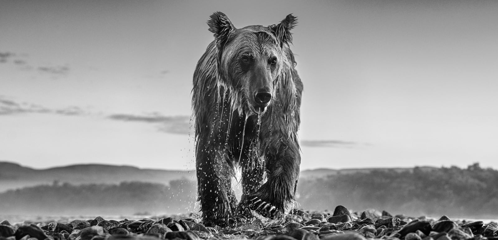 David Yarrow, Bear Island "Bear Series", 2023 Melissa Fine Art