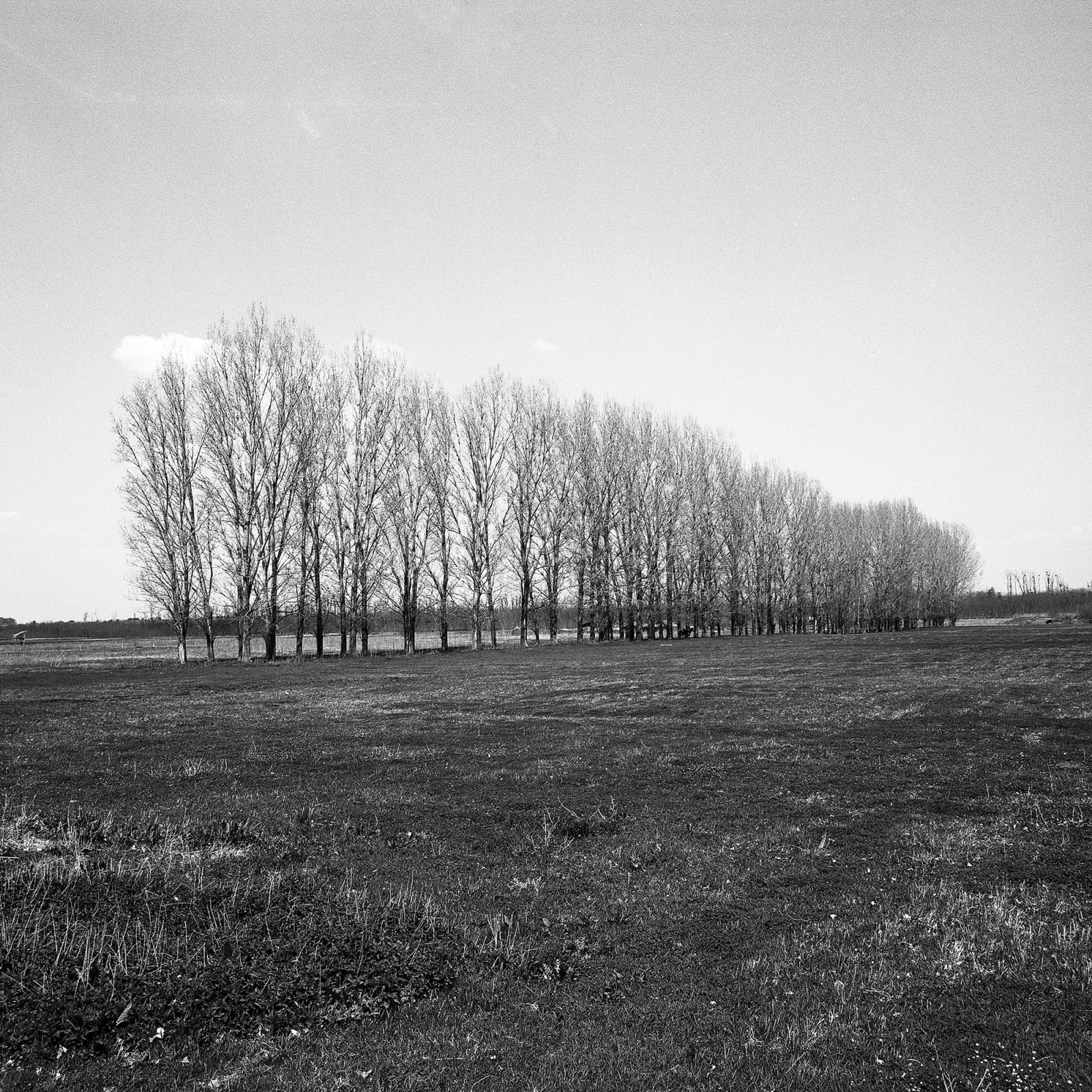 Bogdan Gîrbovan, Dăncra Copaci, 2006