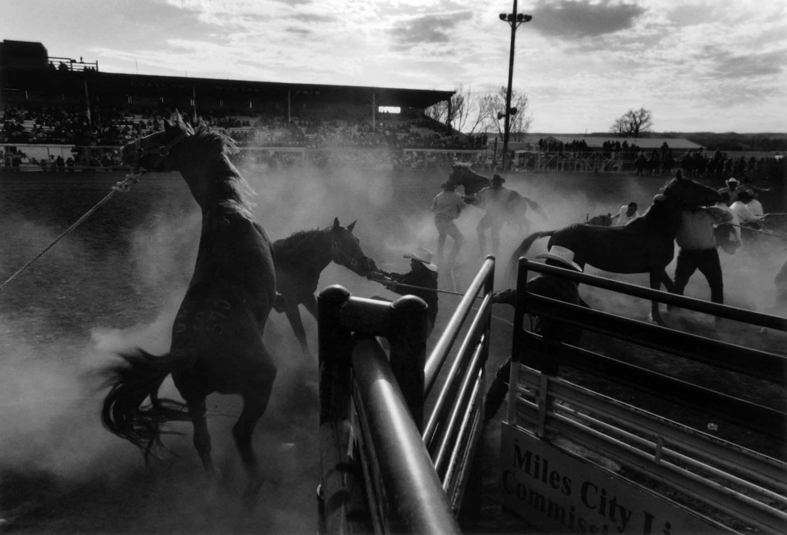 Michael Coles, Untitled Bucking Horse Series no.1, 2002