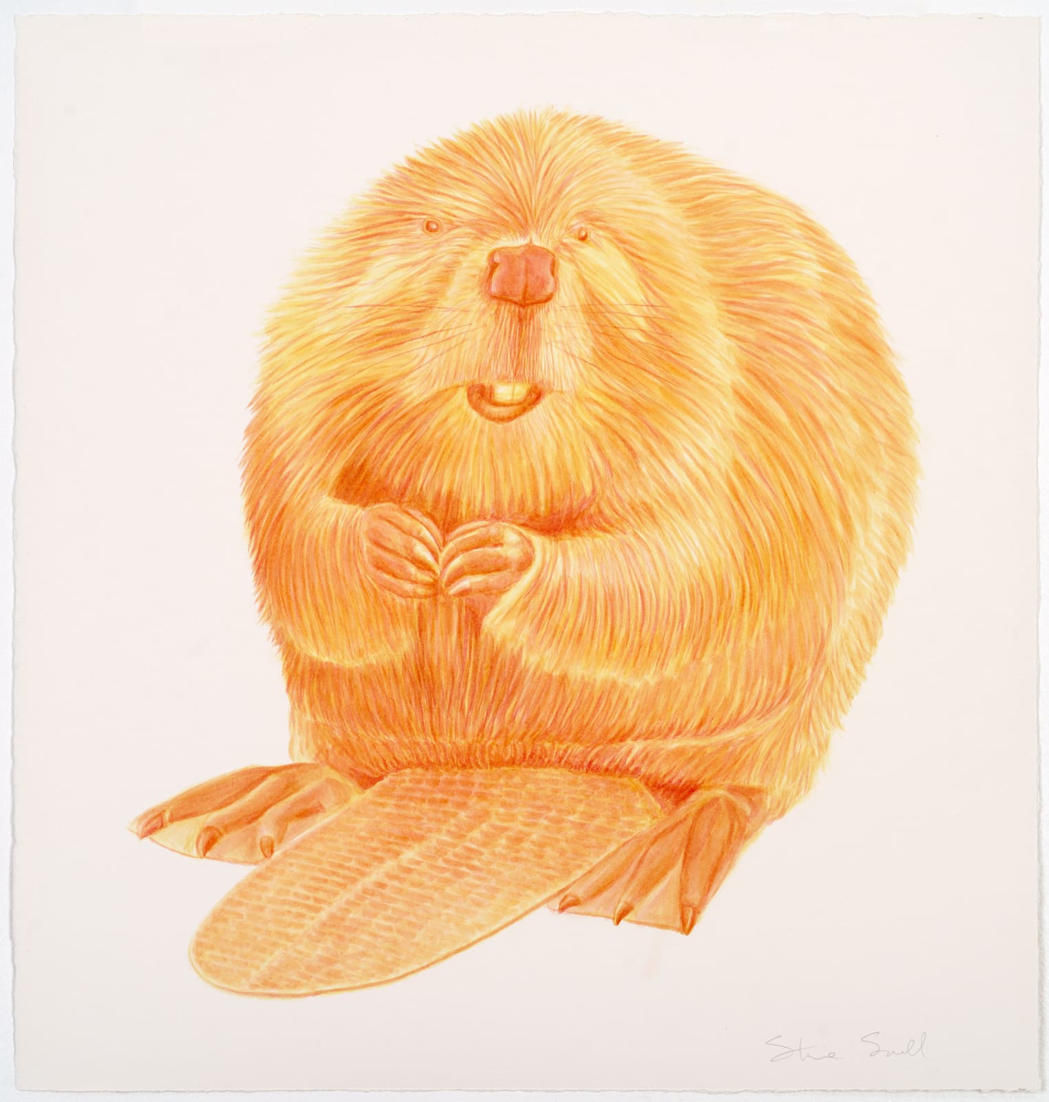 Steve Snell, Golden Beaver