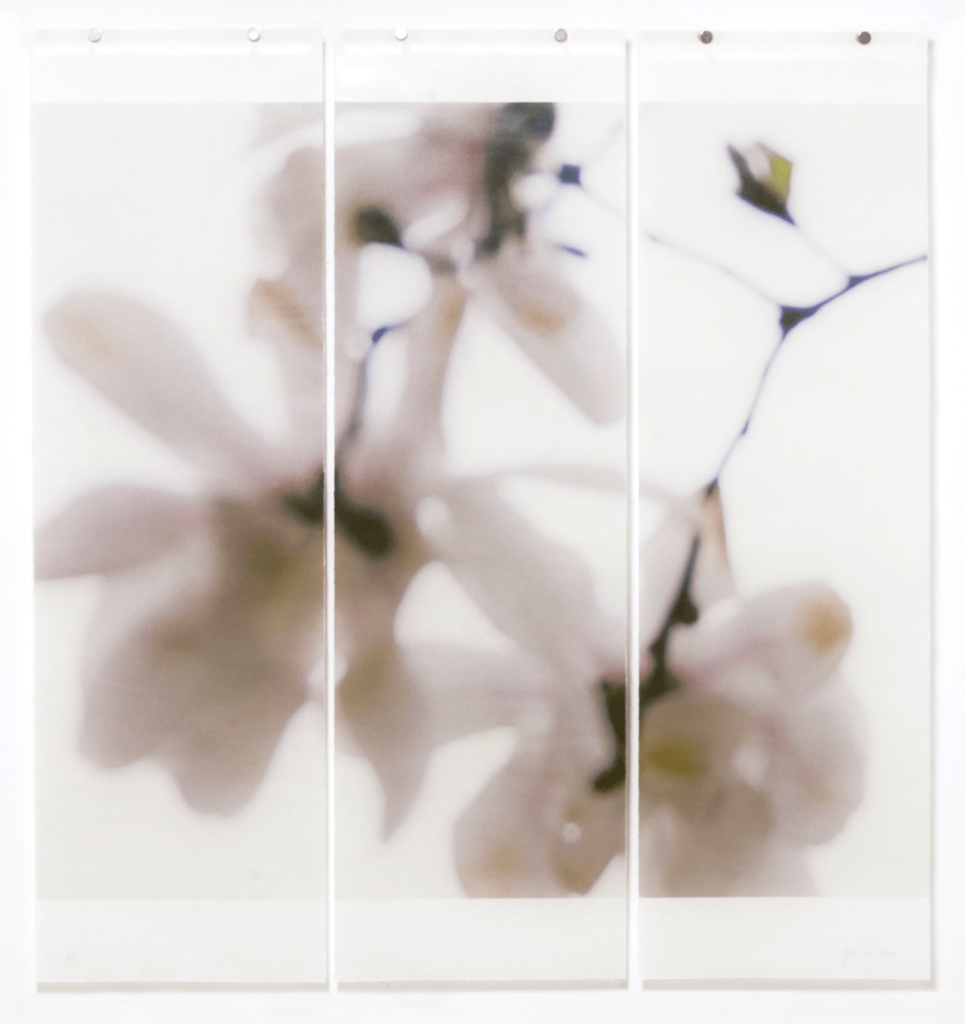 Jeri Eisenberg, Star Magnolia, No. 6