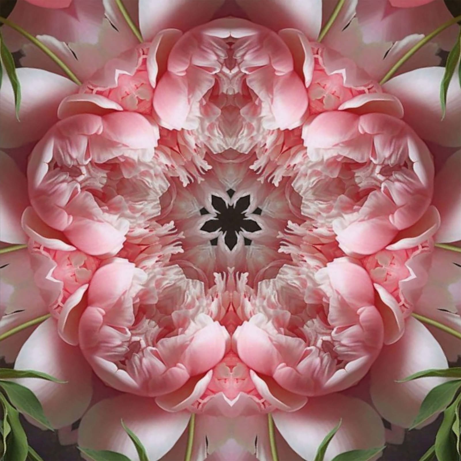Tim Tate, Soft Pink Peony Lenticular