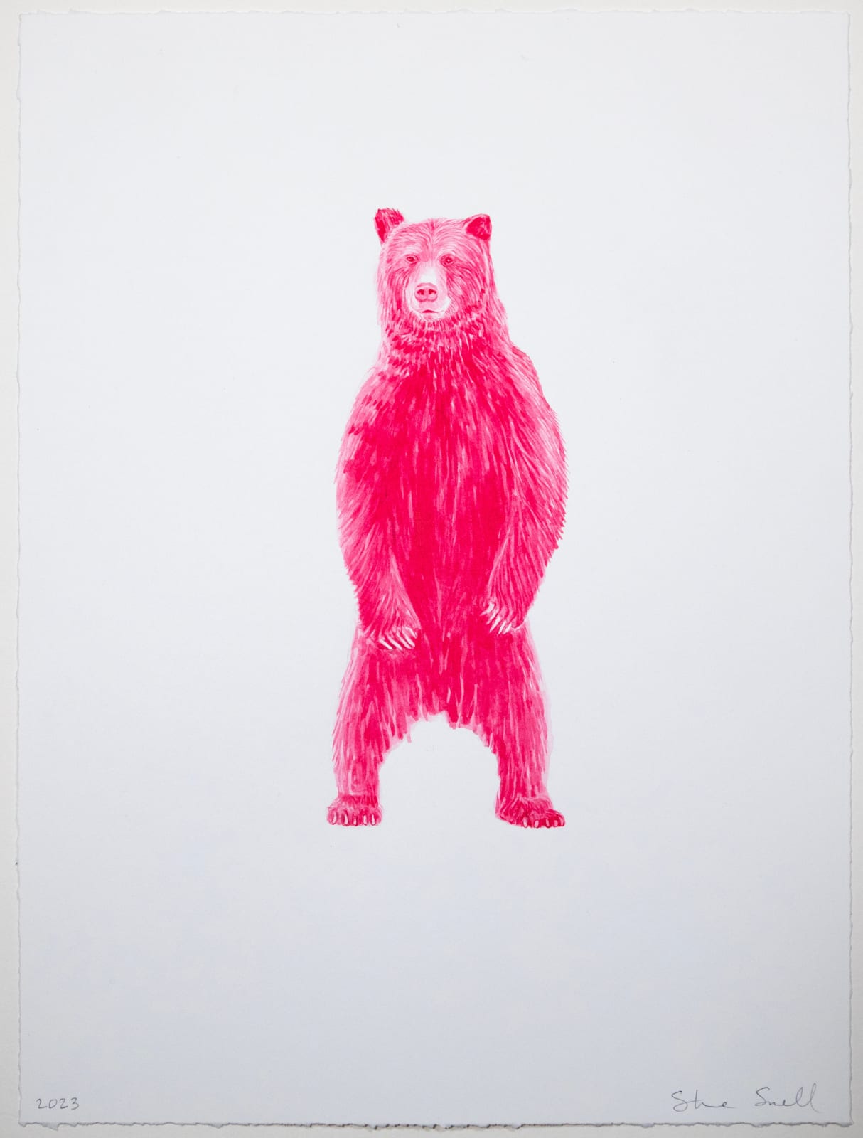 Steve Snell, Magenta Bear Study 2
