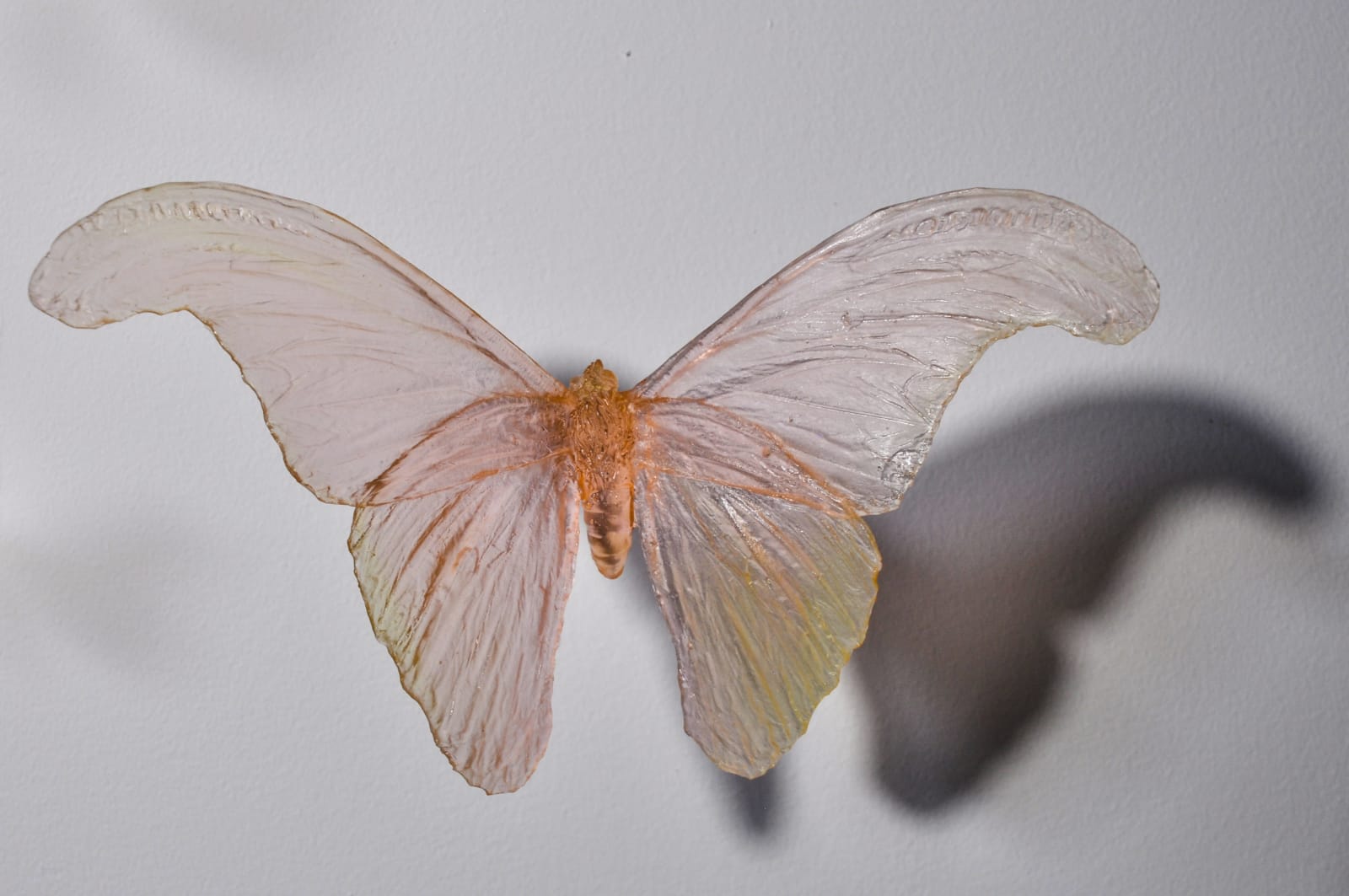 Alli Hoag, Lepidopterist Conundrum #2