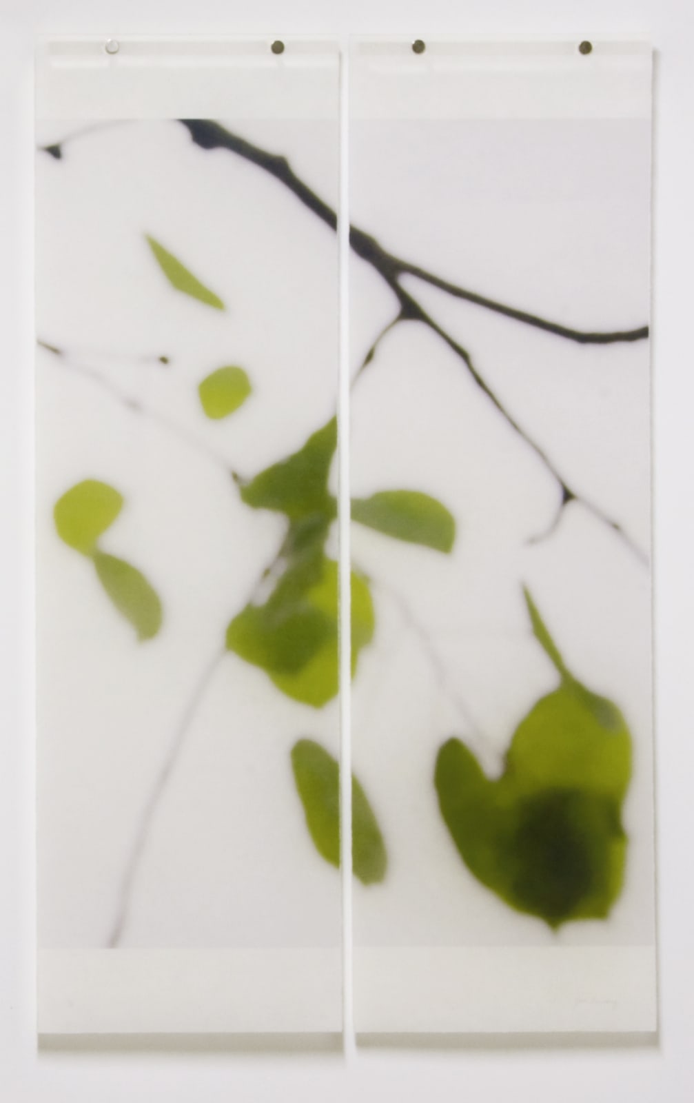 Jeri Eisenberg, Quaking Ash No. 2