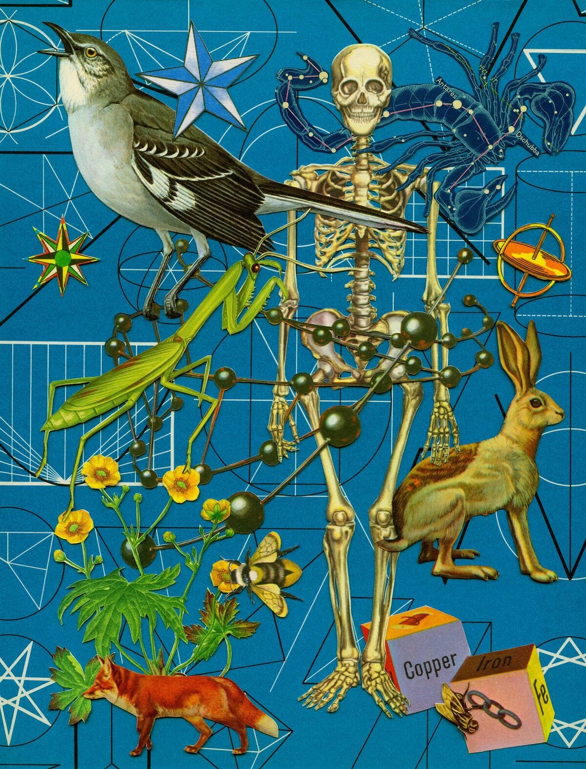 Anne Lemanski, Skeleton - Large