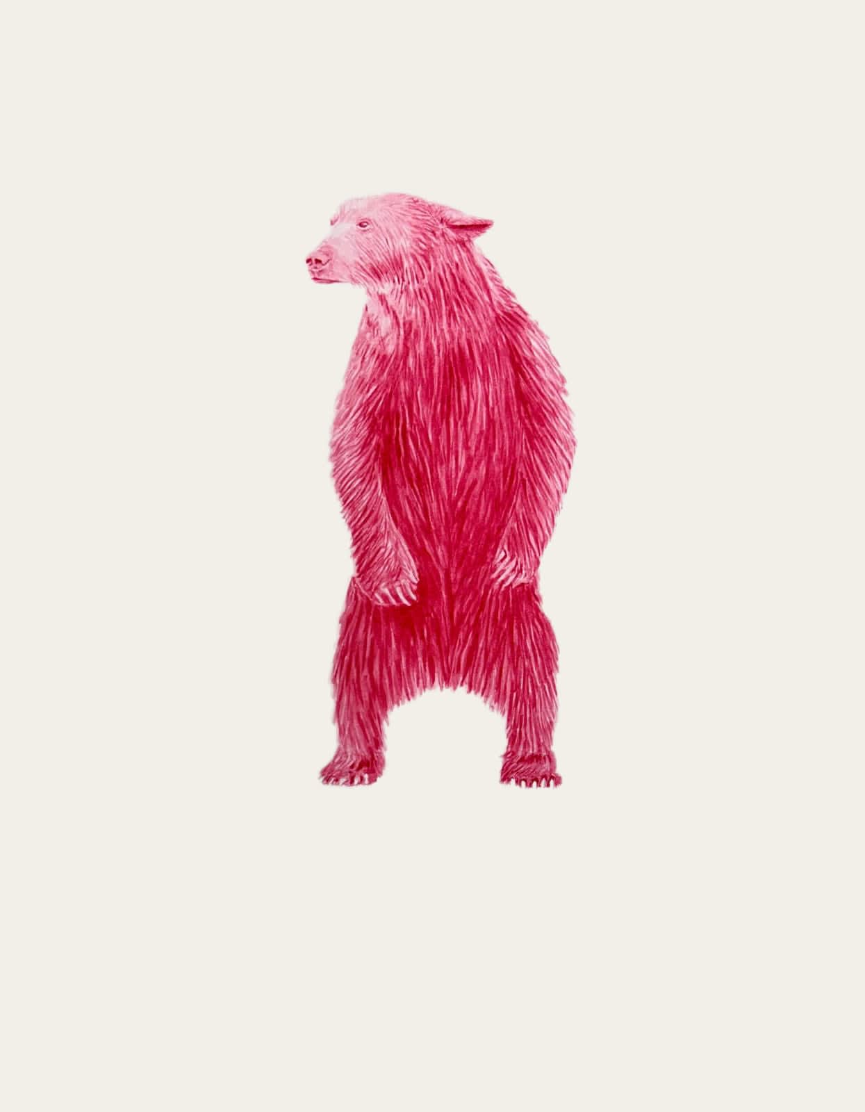 Steve Snell, Study - Magenta Bear