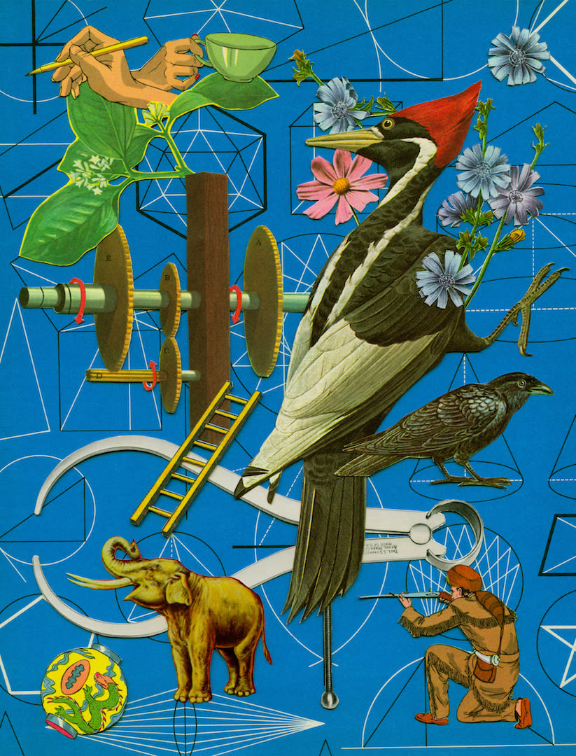 Anne Lemanski, Woodpecker