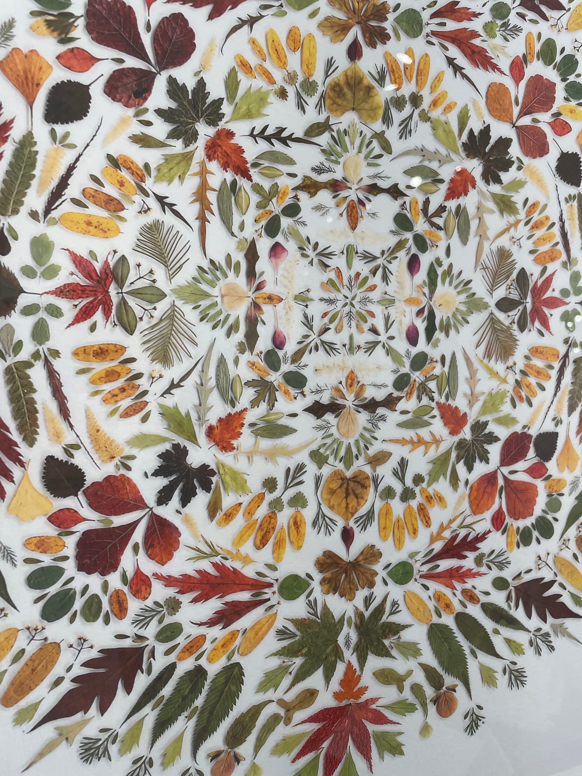 Hillary Waters Fayle, Botanical Mandala Hortus