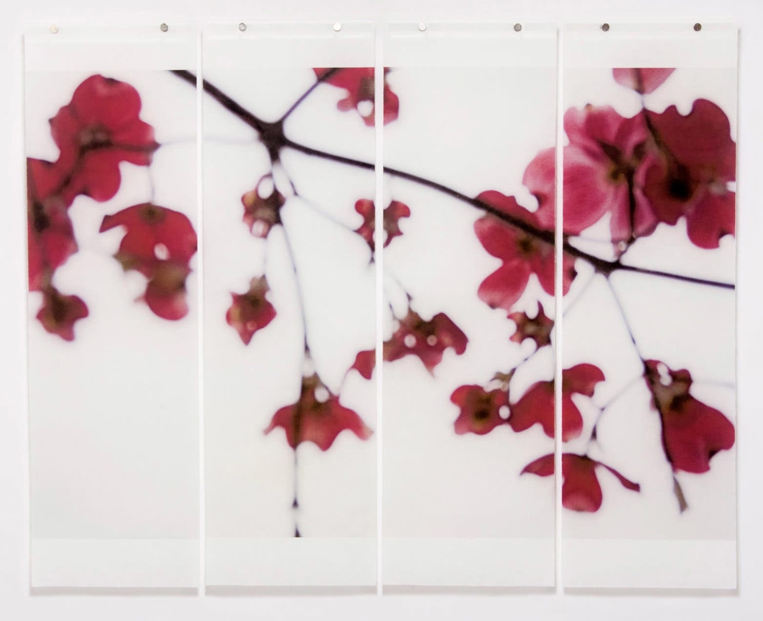 Jeri Eisenberg, Dogwood (Red)